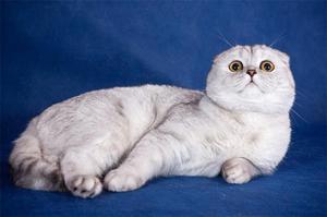 איך נראה חתול סקוטי?