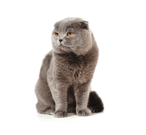 חתולי סקוט פולד