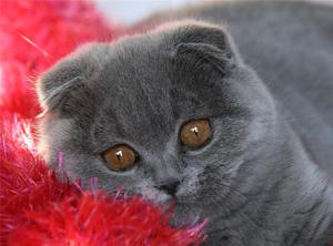 גזע חתולי סקוטי פולד