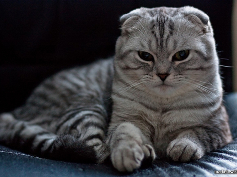 מזון לחתולי סקוט פולד