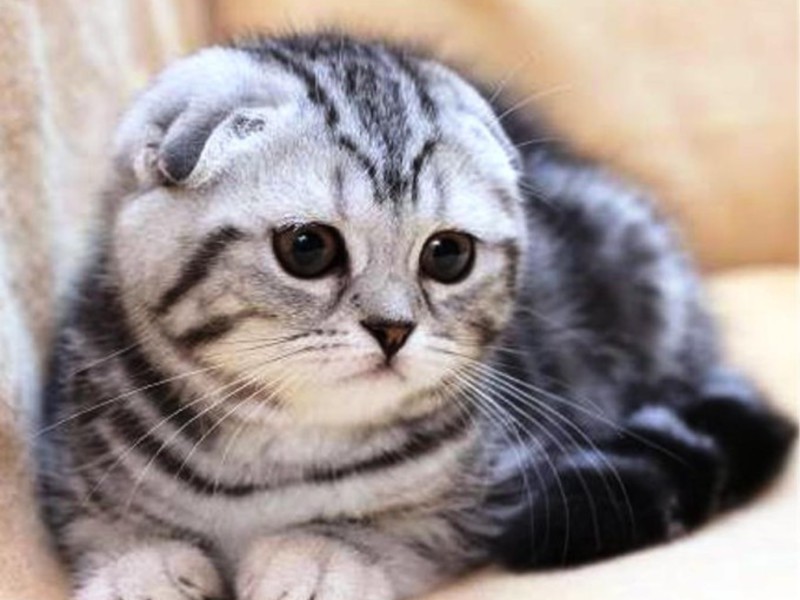 חתלתול סקוטי