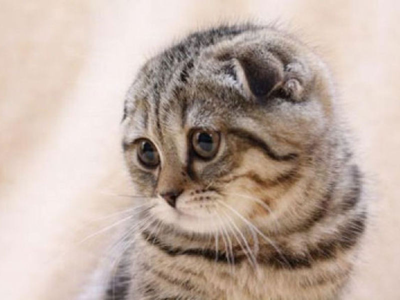 איך לטפל בחתול בעל אוזניים עקומות