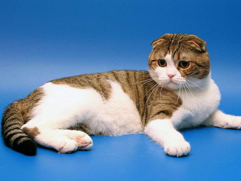 חתול סקוטי פולד