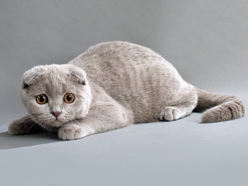 מאיפה הגיע הגזע?