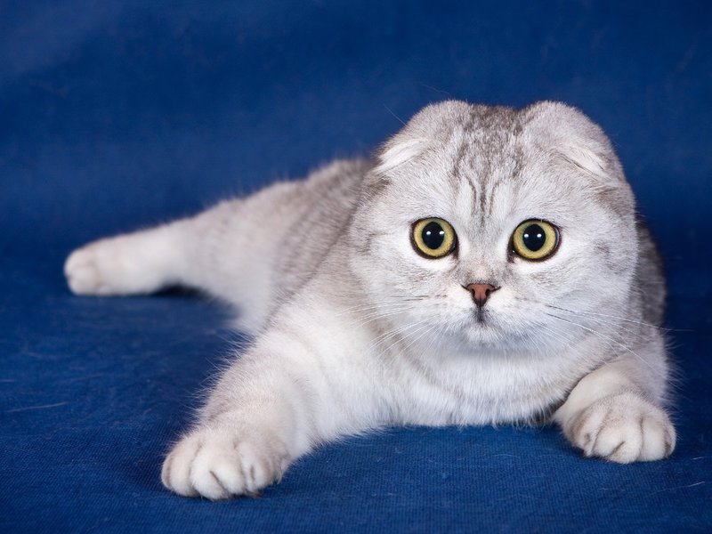 חתולי סקוט פולד