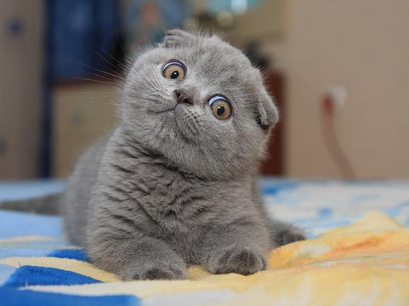 חתול סקוטי מקפל