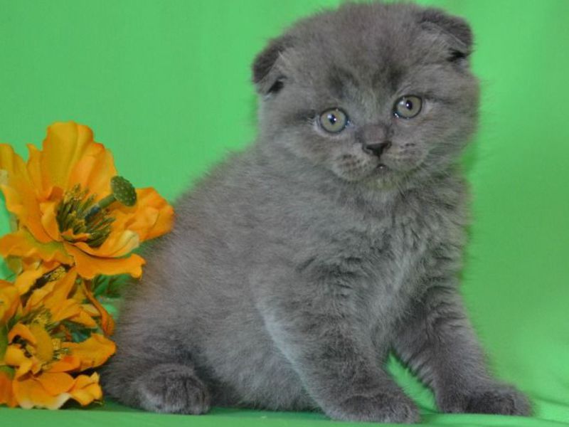 איך להאכיל חתול סקוטי פולד