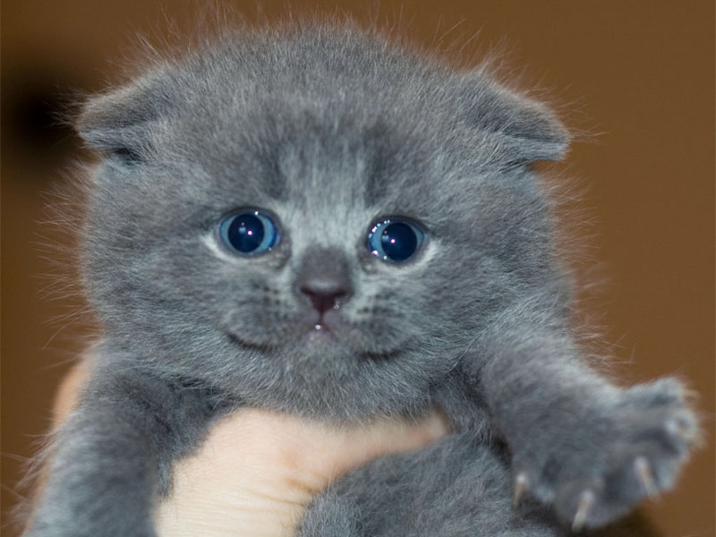 חתולי סקוט פולד