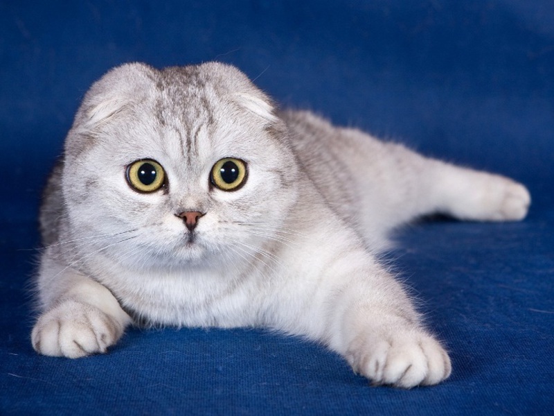 חתול סקוטי פולד