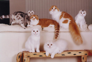 תכונות צבע של חתולי קיפול סקוטיים