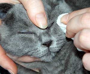 הוראות טיפול לחתולי סקוטיש פולד