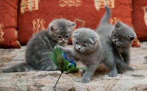 תיאור אופי והתנהגות גזע חתולי הקפל הסקוטי