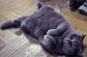 איך לדעת מתי ההמלטה מתקרבת קביעה האם חתולה בהריון