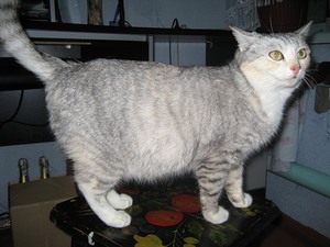 תזונה לחתולה בהריון איך להאכיל חתולה בהריון