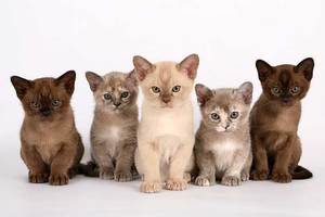 חתול בורמזי