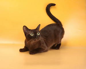 איך לטפל בחתול בורמזי