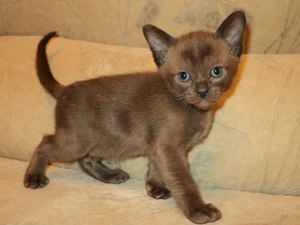 מה אוכלים חתולי בורמז?