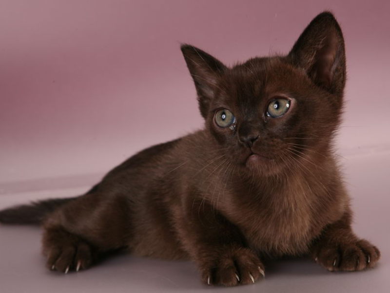 מזג של חתול בורמזי