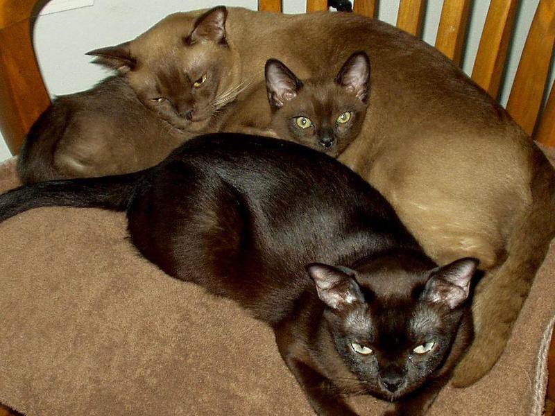 אילו צבעים יש בגזע הבורמזי?