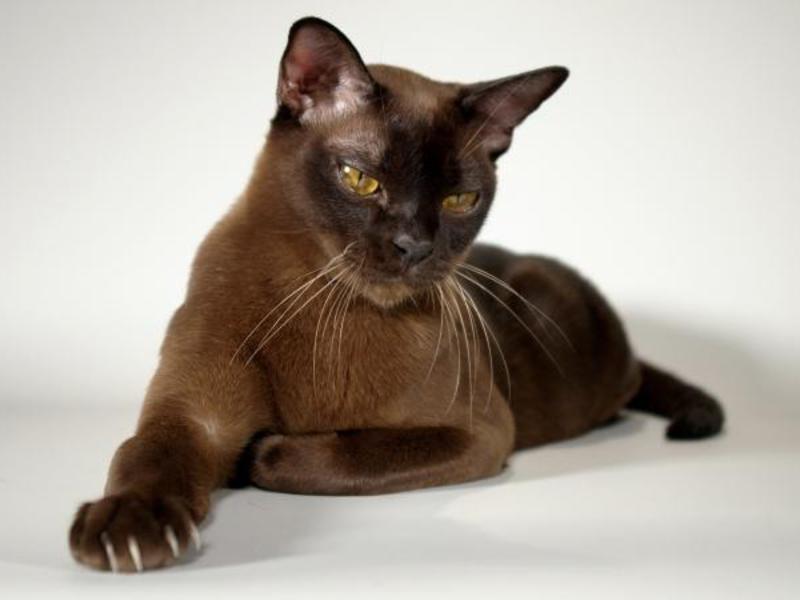 חתול בורמזי