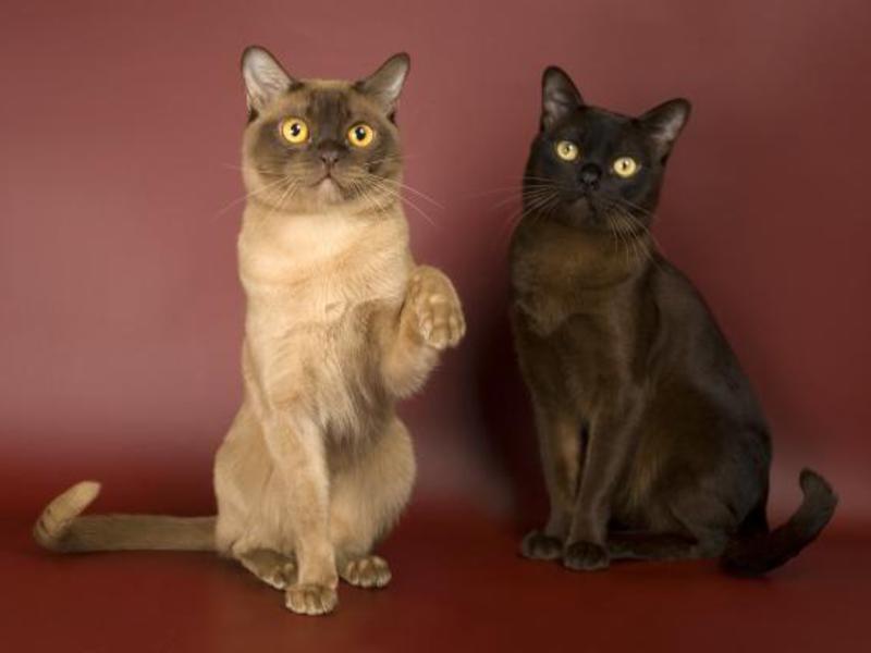 איך להאכיל חתול בורמזי