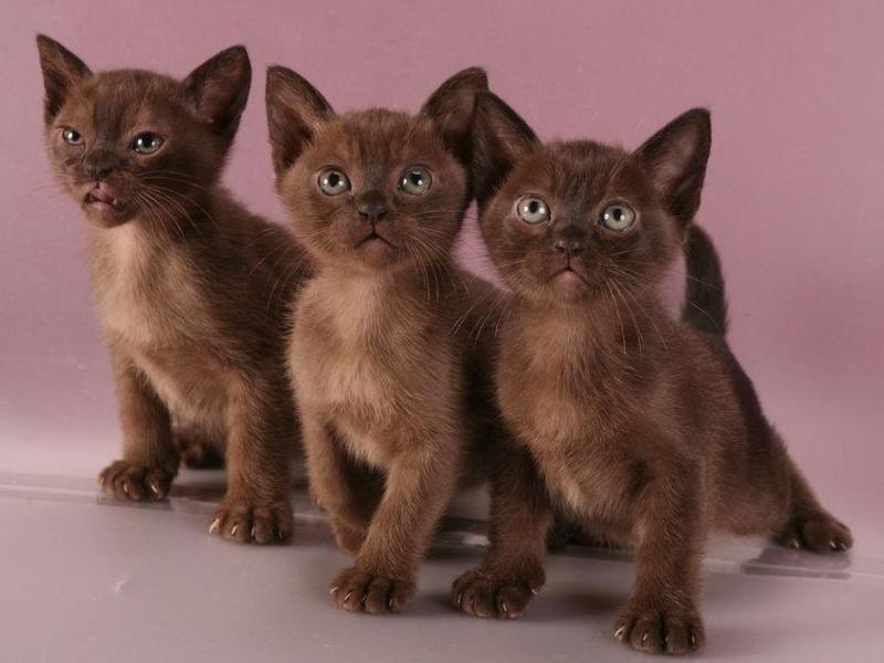 חתול בורמזי ואופיו