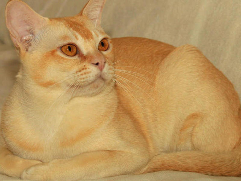 חתול בורמזי או בורמה