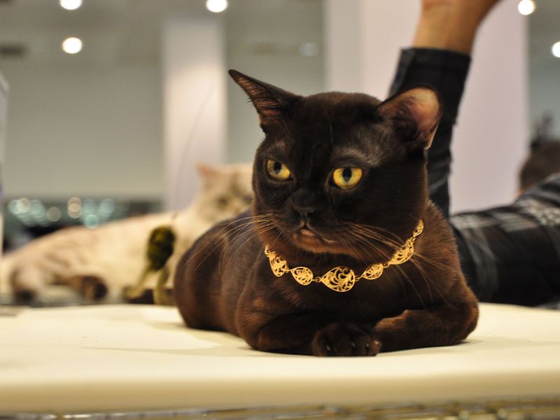 איך נראה חתול בורמזי?