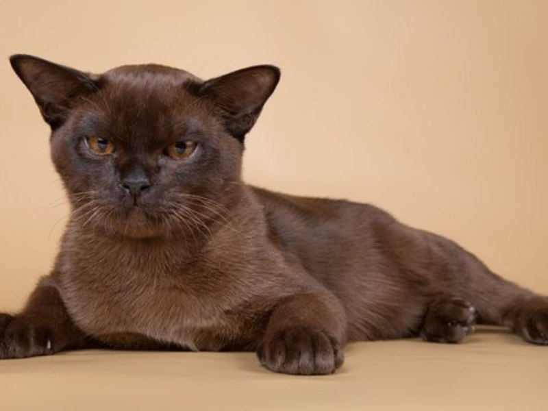 בורמזית או בורמה