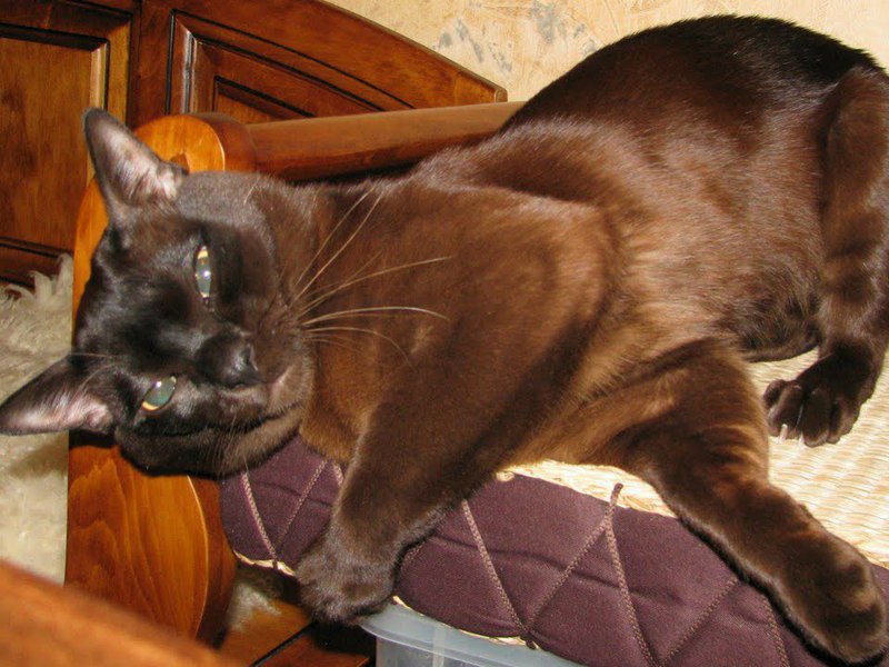 חתול בורמזי וטמפרמנטו