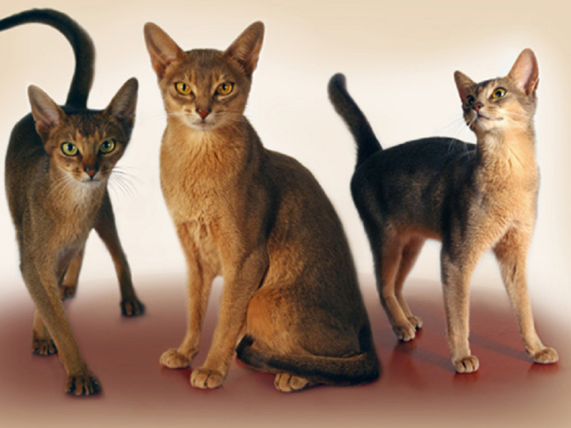 תיאור מראה החתולים האבסיניים