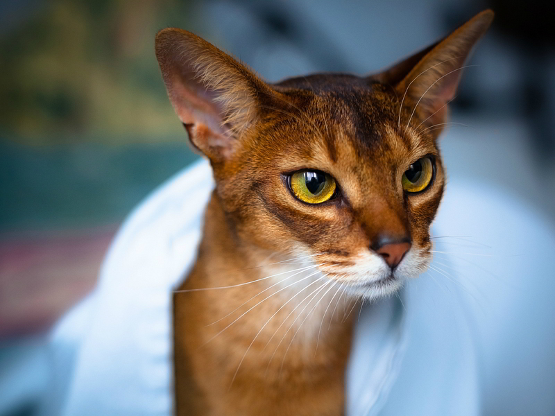 רשימת מאפיינים אופייניים לגזע החתולים האבסיניים