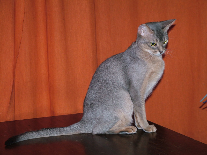 תיאור של חתולי אביסיני