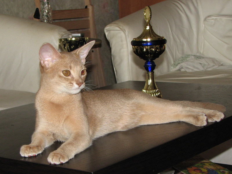 וריאציות צבע של חתול אביסיני