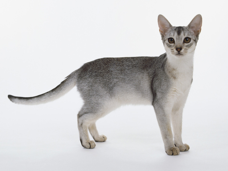 תיאור צבעי הפרווה הפופולריים של חתולי אביסיני