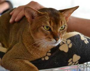 תיאור הדמות האבסיני