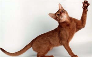 מאפייני חתולי אביסיני