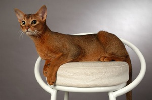 היבטים חיוביים ומאפיינים התנהגותיים של חתולי אביסיני