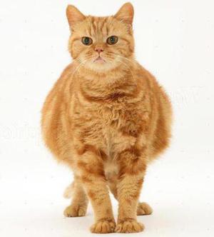 כמה זמן חתולים נושאים גורים?