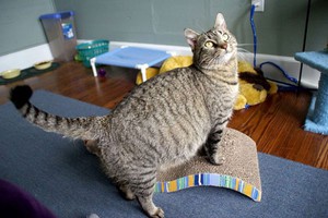 זמן ההיריון המדויק של גורים כמה גורים חתולה יכולה ללדת?