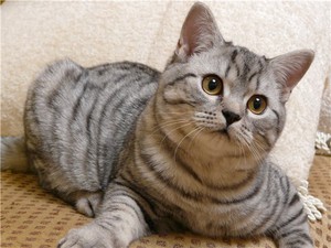 איך לדעת אם חתולה בהריון