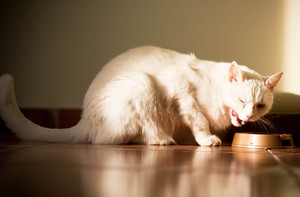 אוכל לחתולים צריך להיות לא רק טעים, אלא גם בריא.