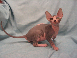 חתולי ספינקס קנדיים: מאפייני גזע ותמונות