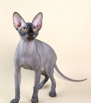 הרגלים של הספינקס הקנדי