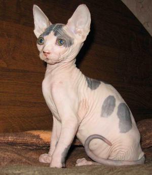 תכונות של טיפול בספינקס קנדי מראה הספינקס הקנדי