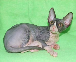 כמה עולה ספינקס קנדי? איך להאכיל חתול ספינקס קנדי