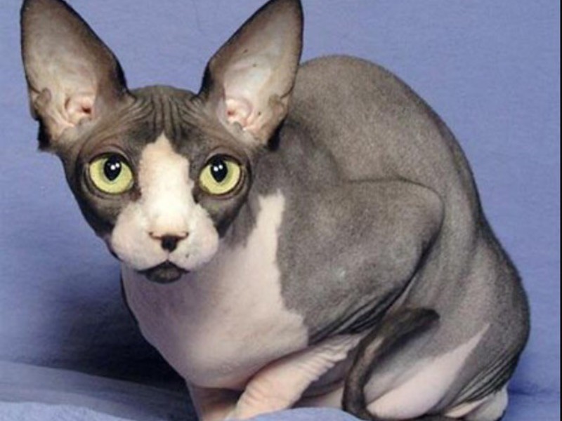 הספינקס הוא החתול הקירח ביותר בעולם. תיאור גזע הספינקס הקנדי