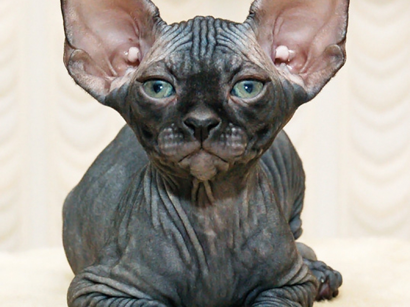 ספינקס קנדי איך מתנהג ספינקס קנדי?