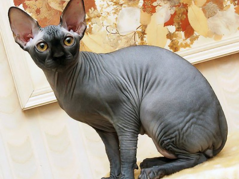 חתול ספינקס קנדי שחור חתול ספינקס קנדי שחור