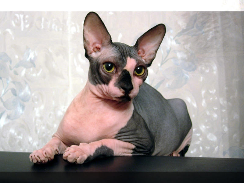 תיאור גזע החתולים ספינקס קנדי וטיפול בו